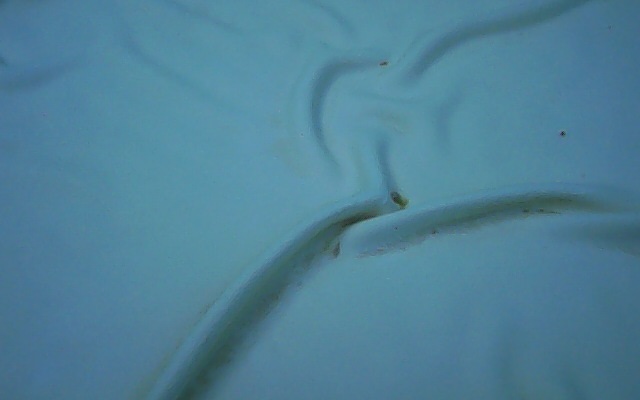 dépots d'algues vertes se développant entre les plis d'un liner de piscine